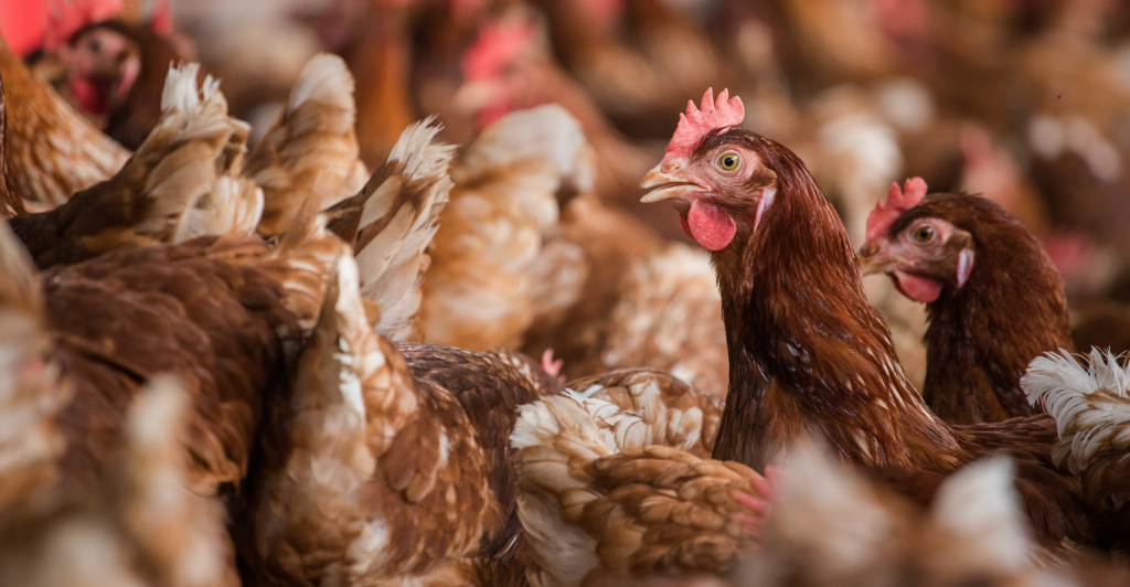 UE atesta Brasil livre de gripe aviária e reabre mercado para frangos brasileiros