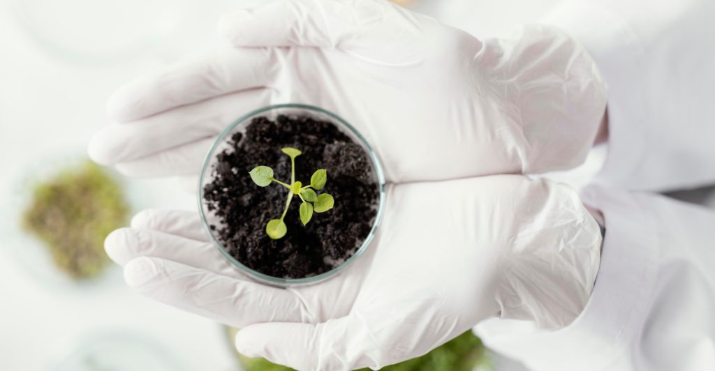 CRISPR, fenotipagem e IA: os pilares da nova geração de sementes resistentes