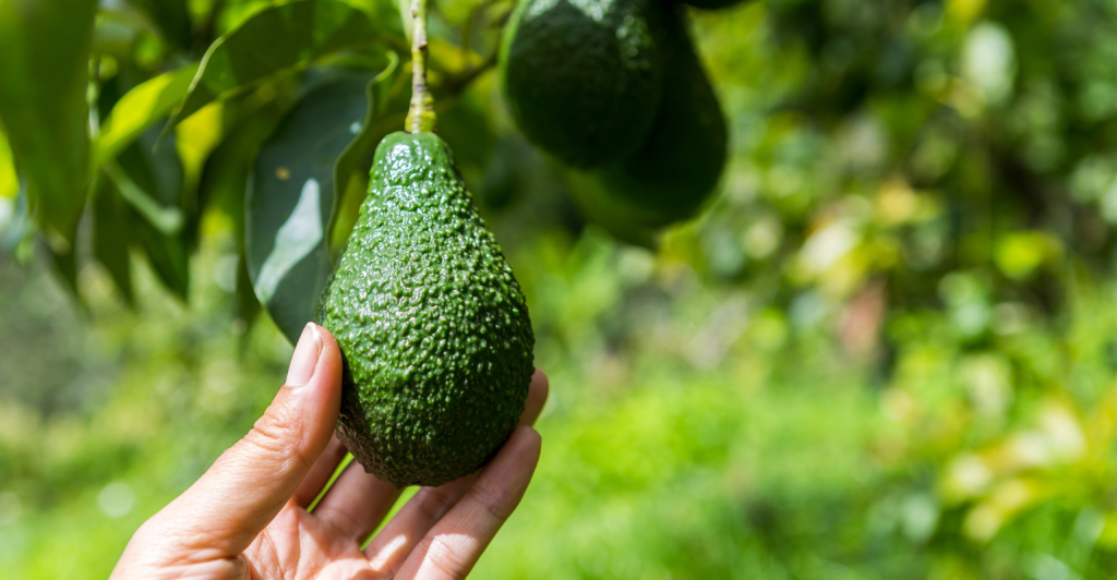 Como cultivar abacate: guia prático do plantio à colheita