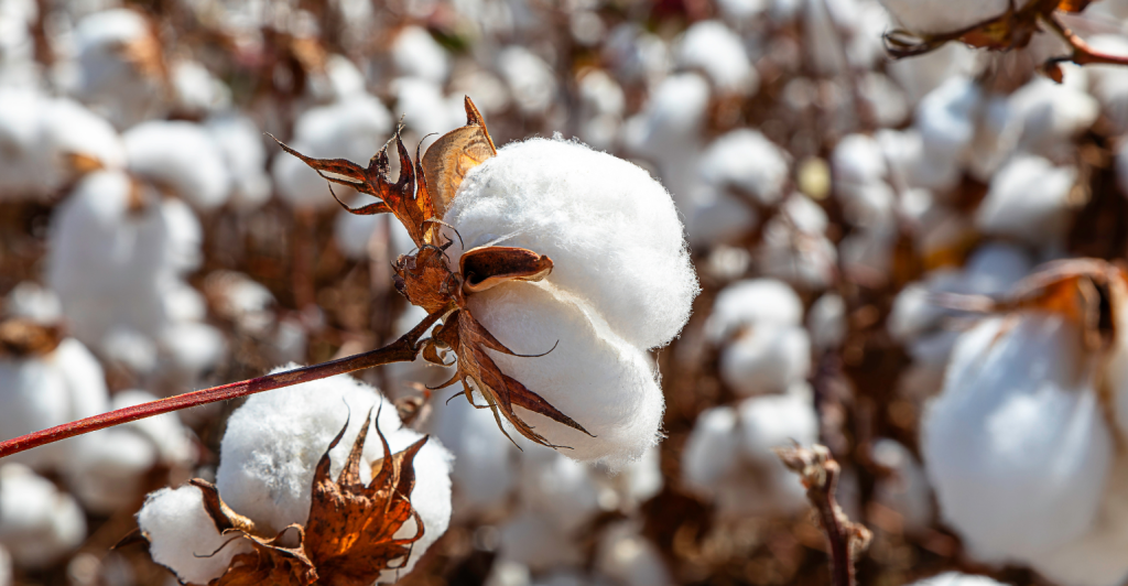 Dia do Algodão: como o Brasil se tornou destaque mundial na produção da fibra