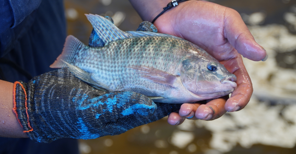 Estudo aponta oportunidades para produtores brasileiros no mercado mundial de tilápia