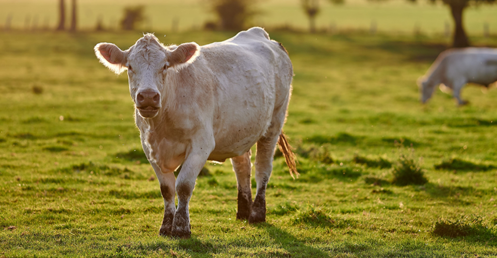 Guia prático para uma pecuária de baixo carbono: como torná-la mais sustentável e lucrativa