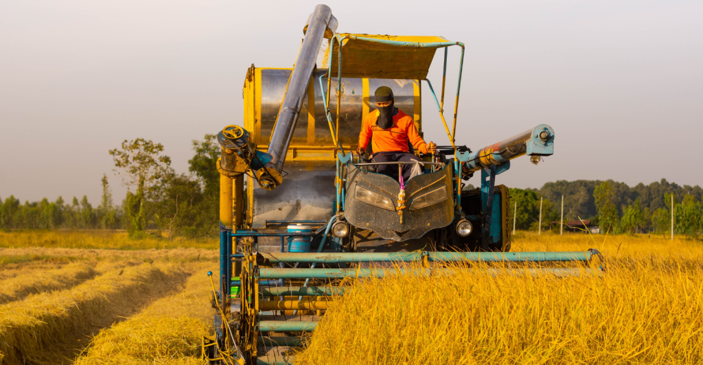 Mercado de arroz enfrenta desequilíbrio entre oferta e demanda