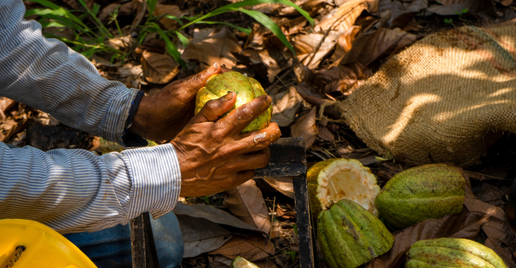 Agricultura pelo mundo: Conheça a diversidade climática da Venezuela