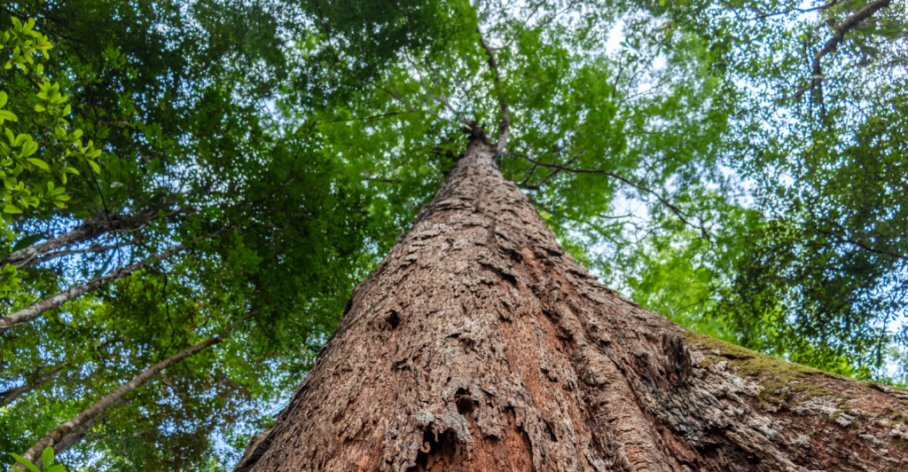 Código Florestal Brasileiro: guia rápido para o produtor se adequar 