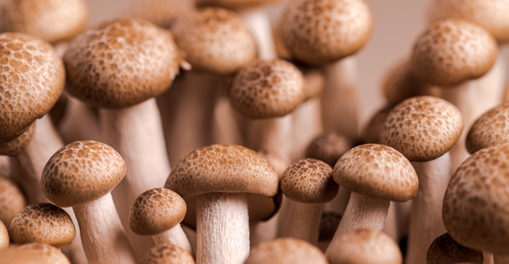 Como produzir shimeji: guia prático do cultivo de cogumelos no Brasil