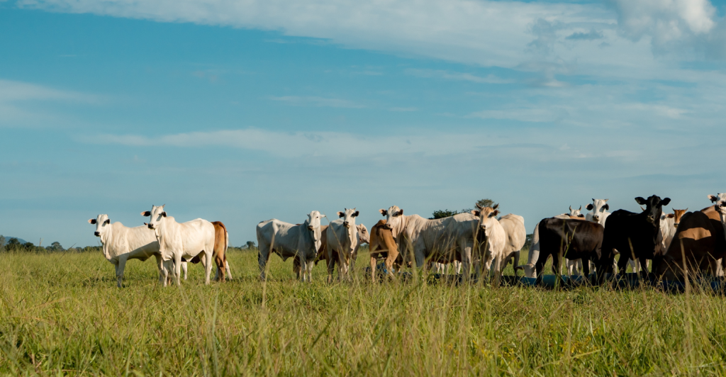 Diferimento de pasto: como o “feno em pé” transforma a seca em oportunidade para a pecuária sustentável