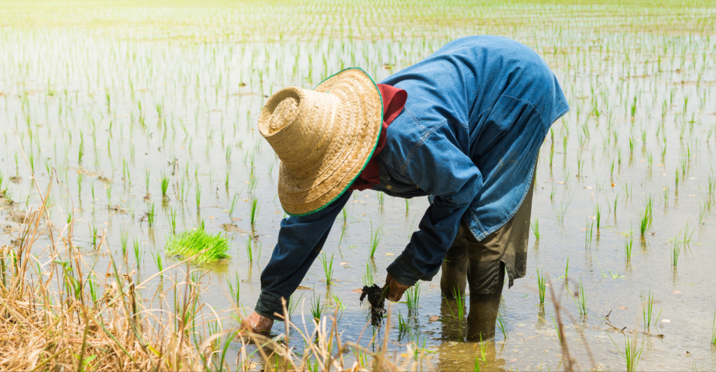 Agricultura na Tailândia: tradição, tecnologia e força no comércio internacional