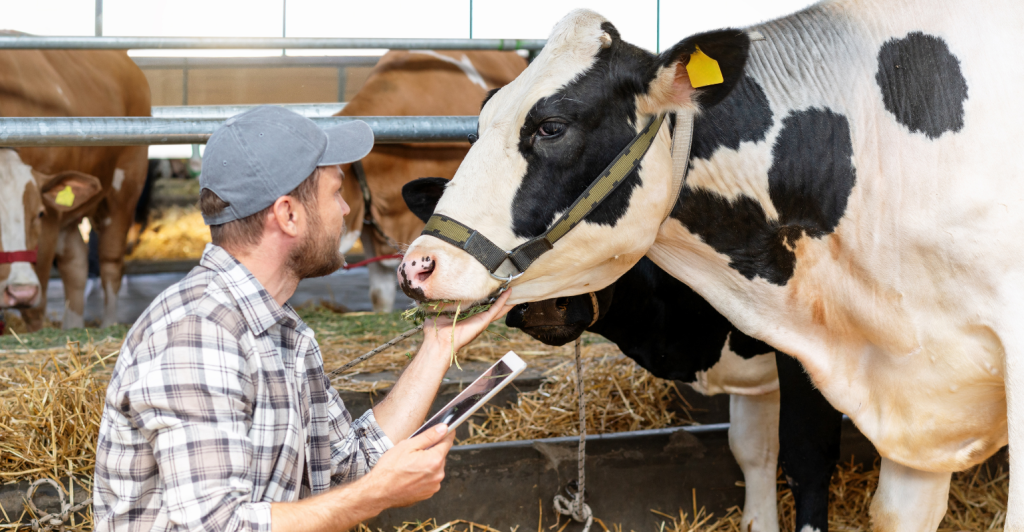 Bem-estar animal: como boas práticas reduzem perdas e aumentam a competitividade da pecuária