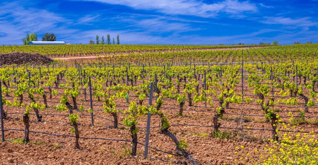 Agricultura na Espanha: principais culturas, exportações e desafios do setor