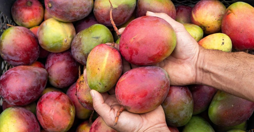 Como produzir manga: técnicas, manejo e comercialização