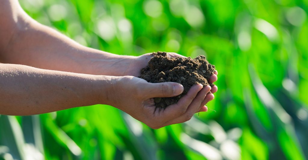 Guia de manejo de biológicos na agricultura