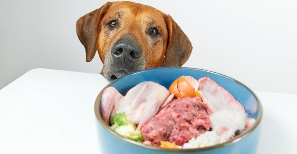 Pet food natural: como o agro brasileiro pode aproveitar o crescimento da alimentação saudável para pets