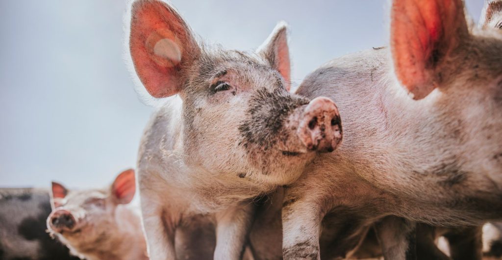 Como criar porco caipira: guia completo para produção sustentável e rentável