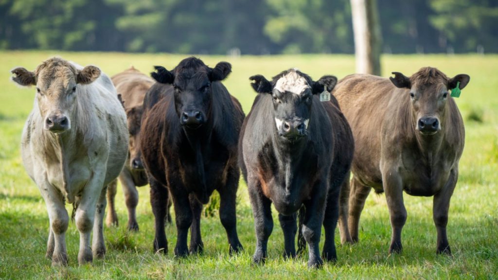 Pecuária de reposição: estratégia, genética e gestão para lucrar no novo ciclo pecuário