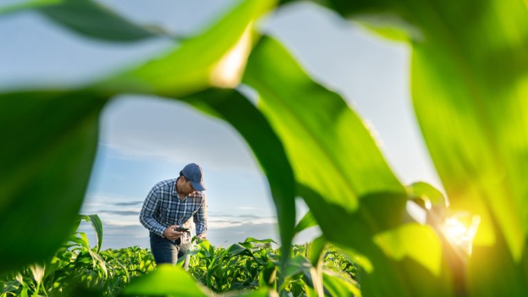 Agroindústria ganha protagonismo e impulsiona avanço do Brasil em cadeias de alto valor agregado  