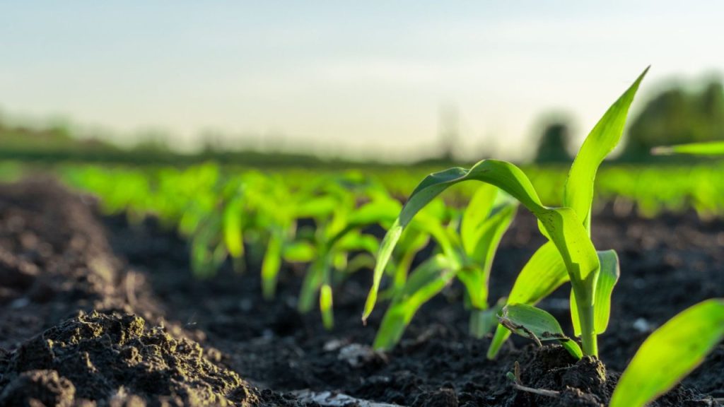 Agricultura regenerativa ganha força no Brasil e avança como pilar de inovação no campo
