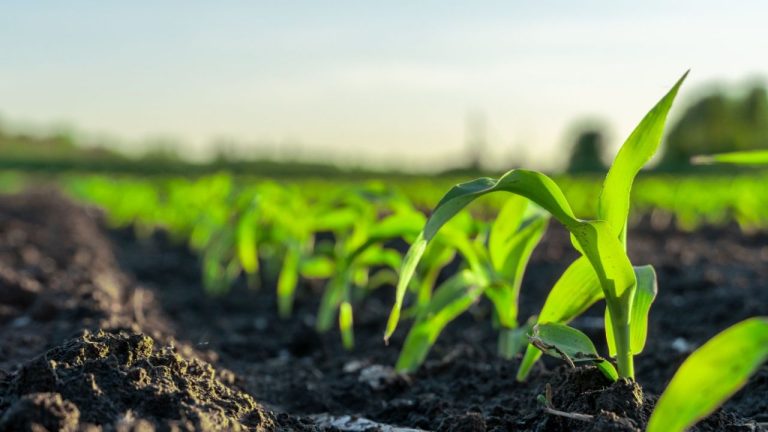 Agricultura regenerativa ganha força no Brasil e avança como pilar de inovação no campo