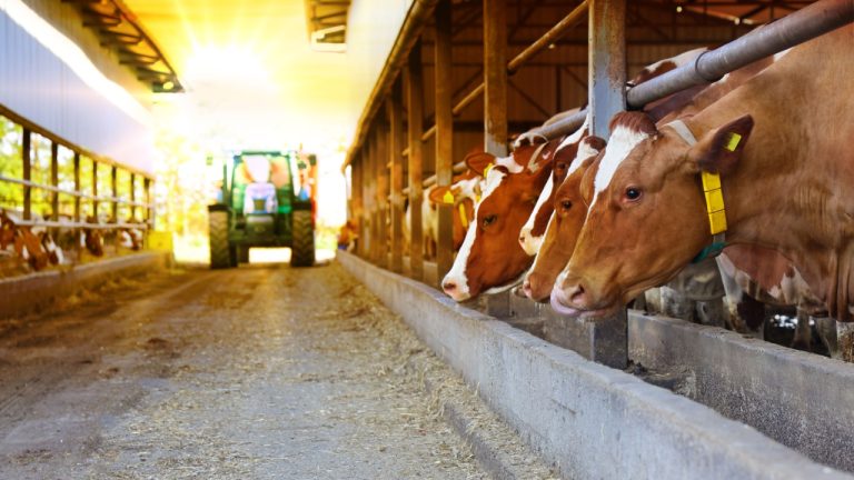 Agrishow 2026 mostra como tecnologia eleva eficiência e reduz custos na pecuária 