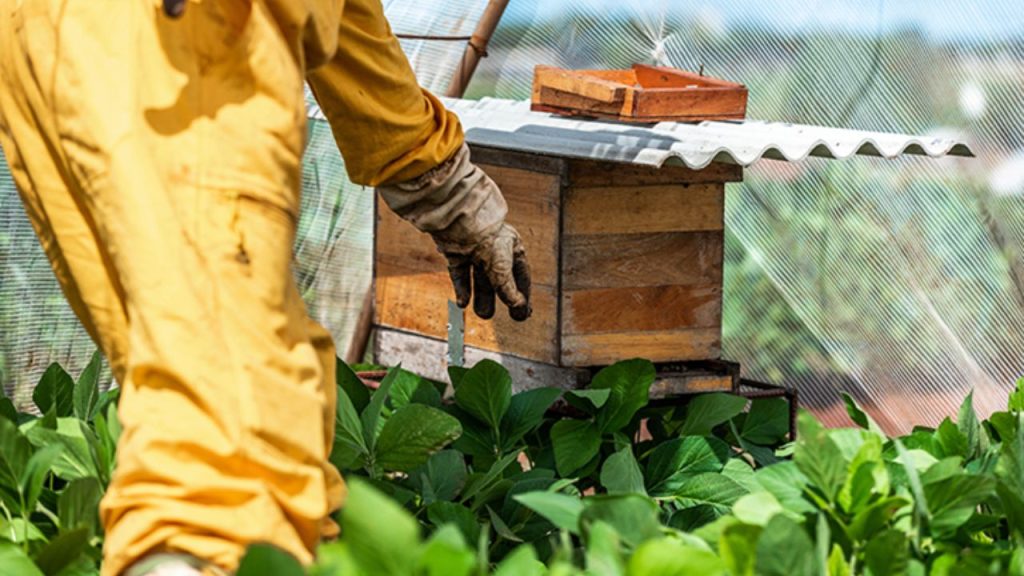 Abelhas ganham papel estratégico para a produtividade e a sustentabilidade no campo