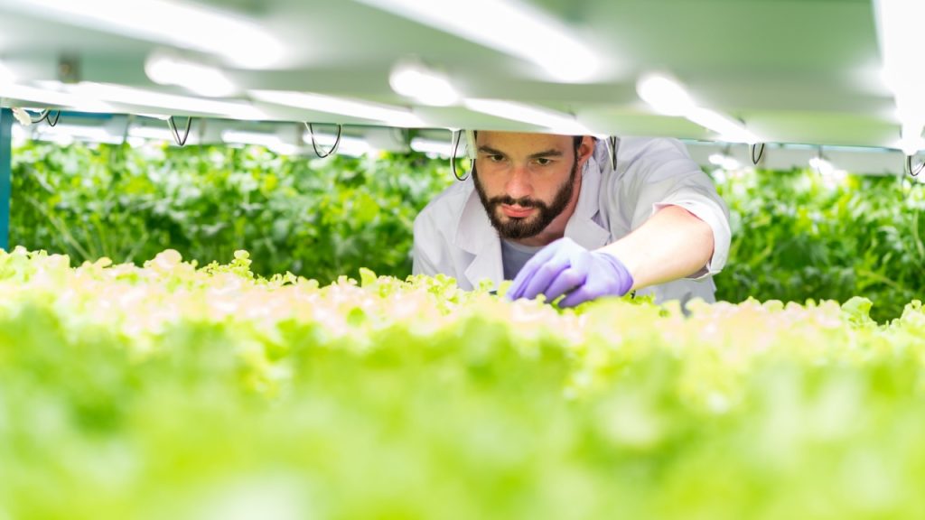 Agricultura vertical: como produzir mais em menos espaço com hidroponia e tecnologia