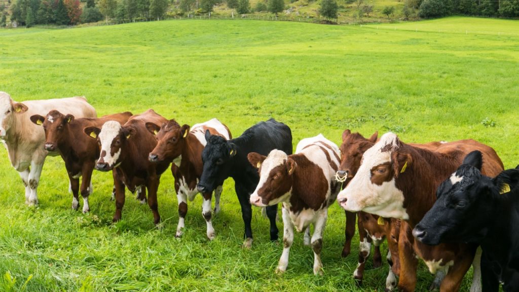 Conheça as principais certificações de bem-estar animal e como conquistá-las
