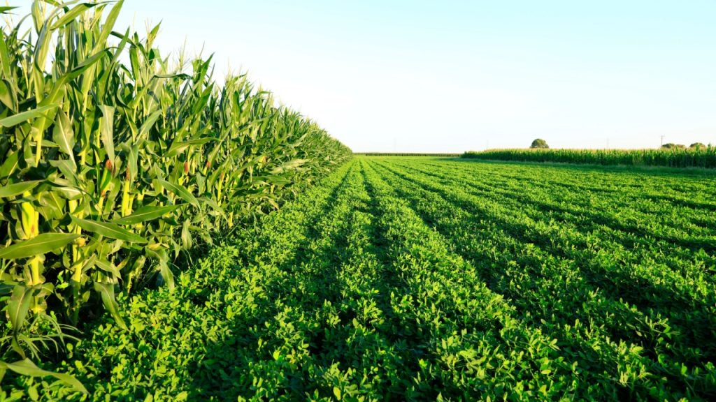 Diversificação entre cana, grãos e pecuária ganha força como estratégia de redução de risco no agro
