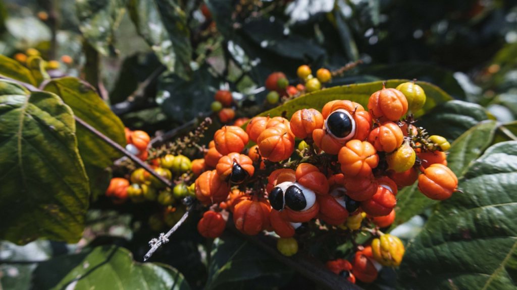 Cultivo de guaraná: como produzir o fruto amazônico com qualidade e rentabilidade