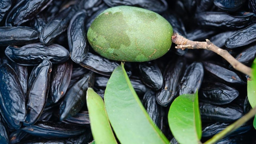 Cumaru: por que a “baunilha brasileira” vem ganhando espaço na bioeconomia e nos sistemas agroflorestais