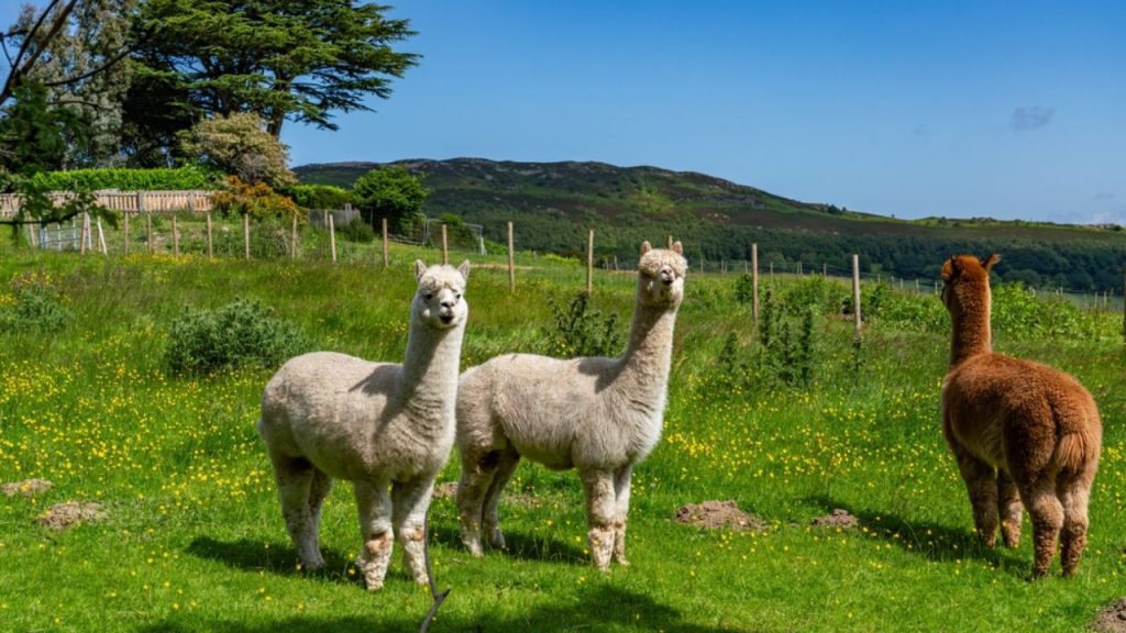 O que eu aprendi com as alpacas?