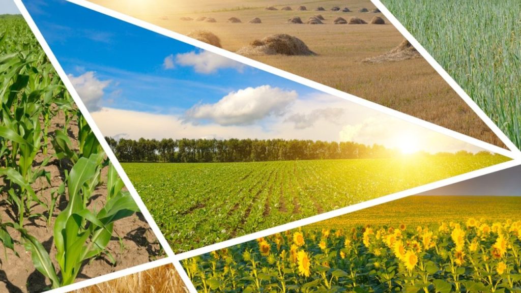 FIDCs ganham espaço como alternativa de crédito no agronegócio