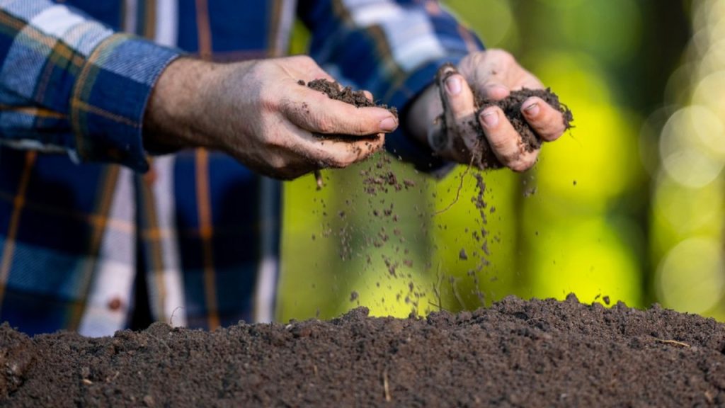 Dia do Agricultor: caminhos para produzir com eficiência nas próximas safras