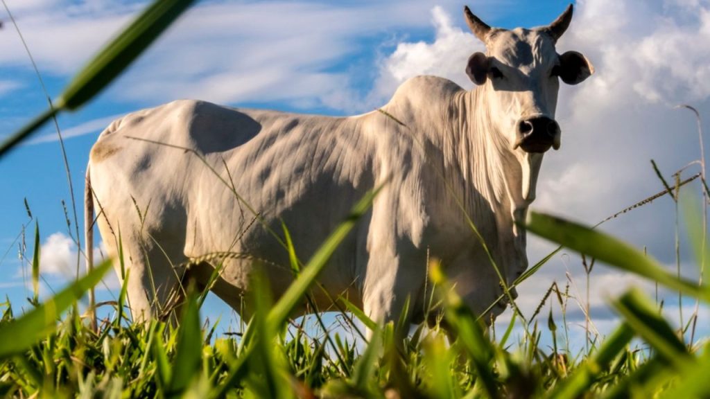Pecuária na seca: como reduzir perdas e manter o desempenho do rebanho