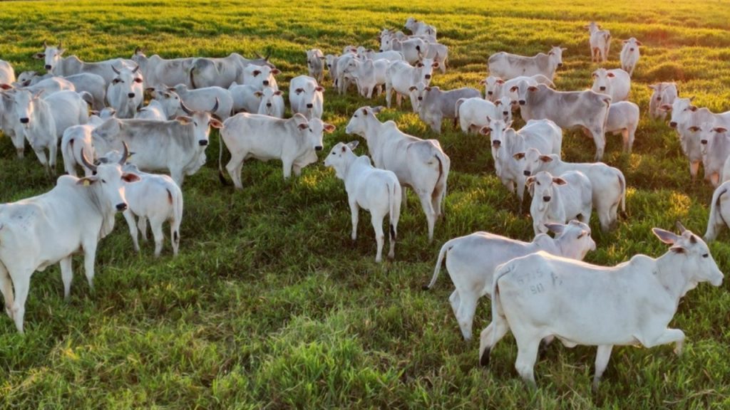 Dia do Pecuarista: gestão do rebanho ganha importância nos sistemas intensivos