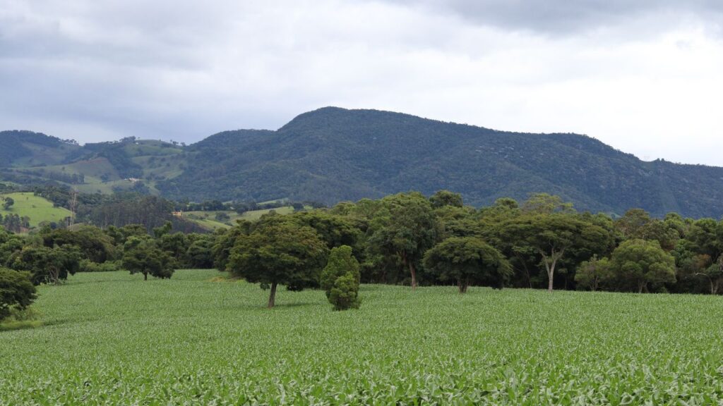 Compensação ambiental: como o PSA pode gerar receita no campo