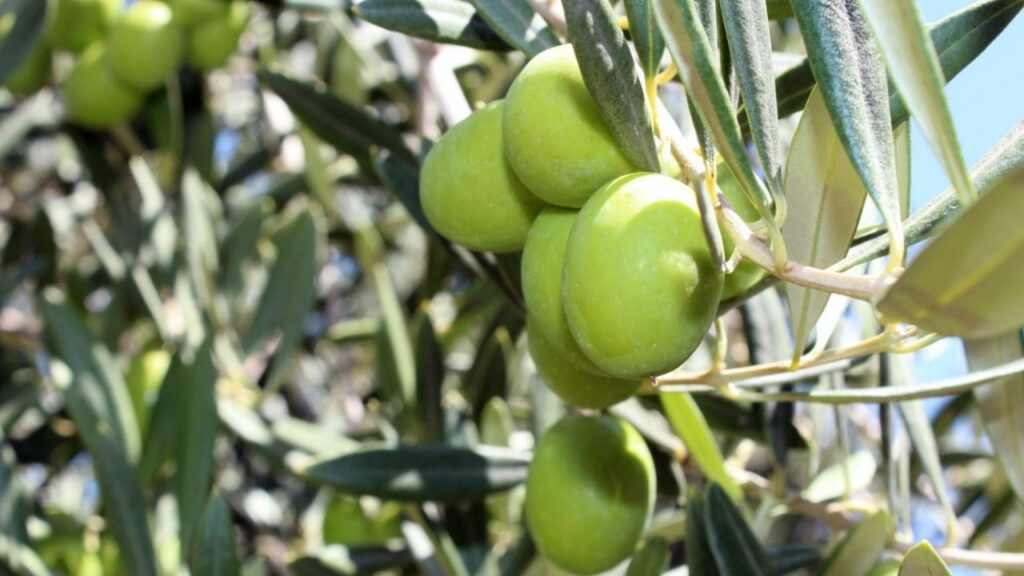 Do tamanho de ovos de galinha: o desafio do granizo nas oliveiras