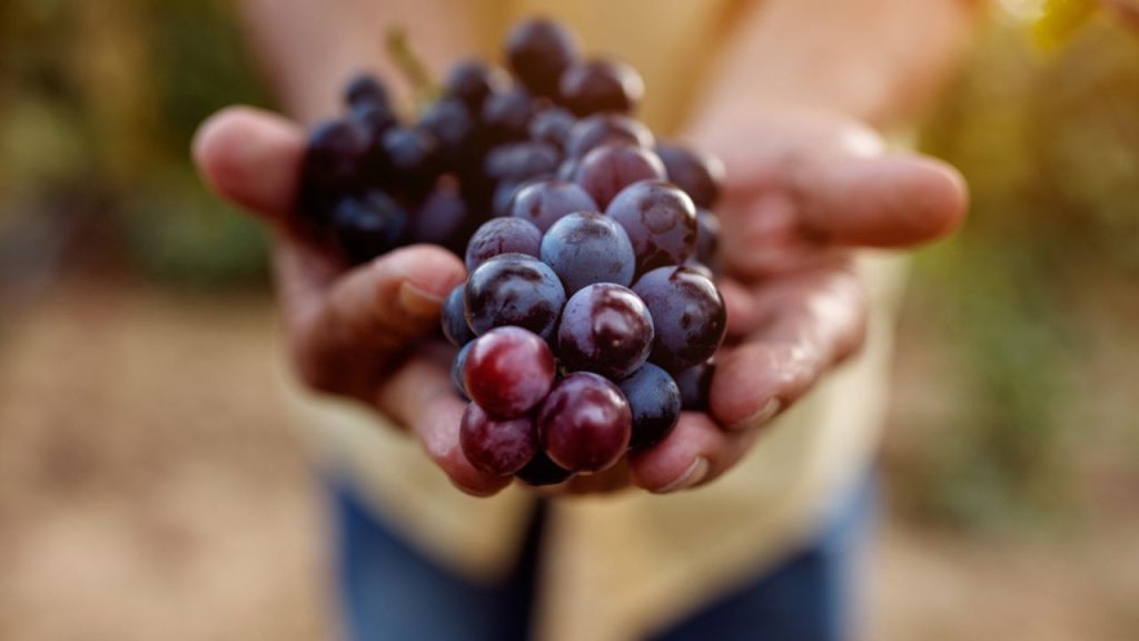 Irrigação por gotejamento ajuda vinícola argentina a produzir em região de baixa pluviosidade