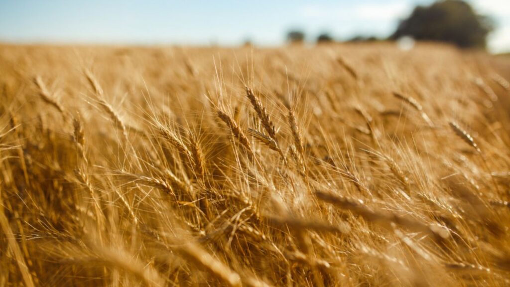 Agosto desafia produtores com clima dividido e exige estratégia nutricional nas lavouras de inverno