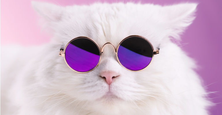 Posso usar memes e bordões famosos na comunicação visual?