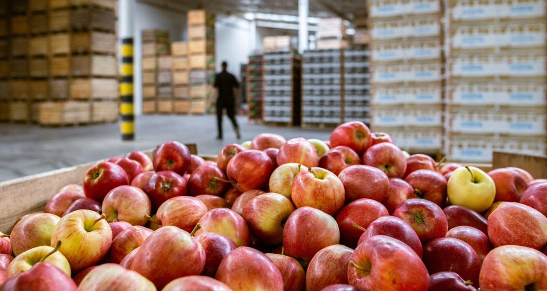 A imagem é um close-up que destaca uma grande quantidade de maçãs frescas em primeiro plano, contrastando com um ambiente de armazém ou centro de distribuição no fundo.