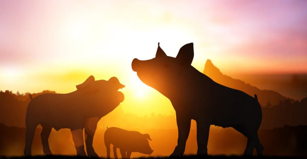 5 dicas para começar a fazer um abate humanitário de suínos