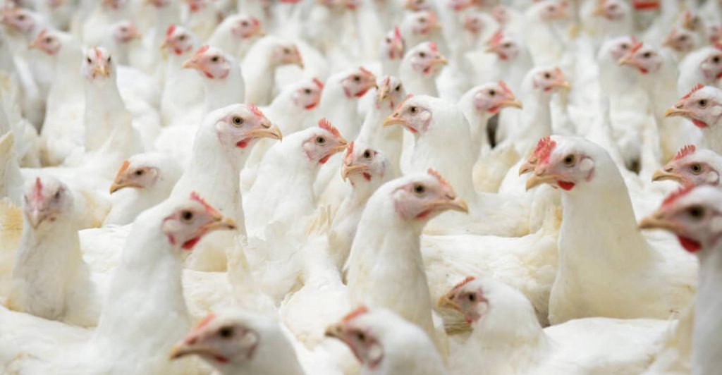 Descubra quais ações podem melhorar o abate de aves e dar mais qualidade à carne