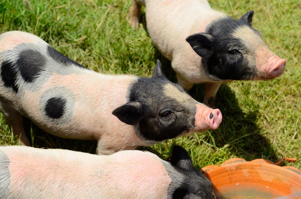 Tudo o que você precisa saber sobre exportação de carne suína para a Ásia