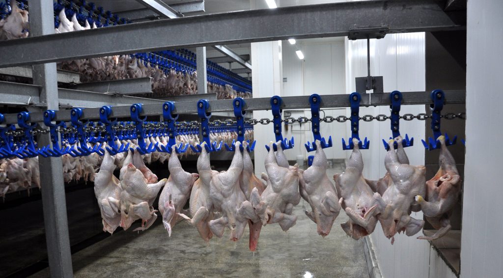 Por que seguir todos processos de resfriamento de carcaças?