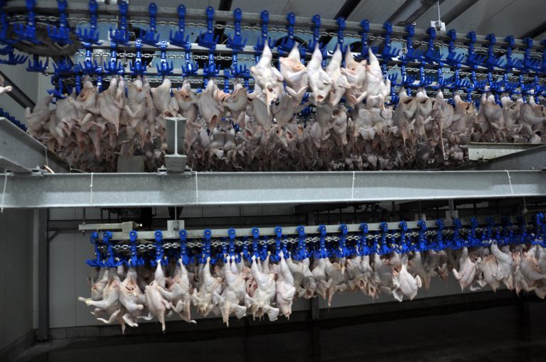 Estrutura e equipamentos necessários para o resfriamento de carcaças