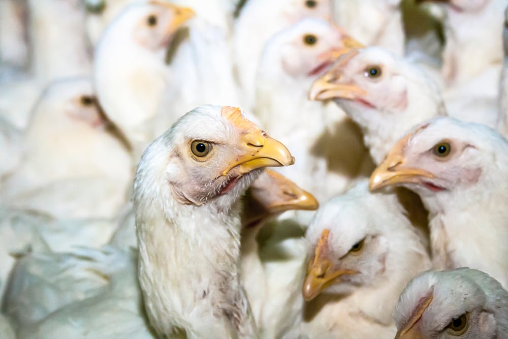 Como você deve fazer a correta pendura de aves em abatedouros