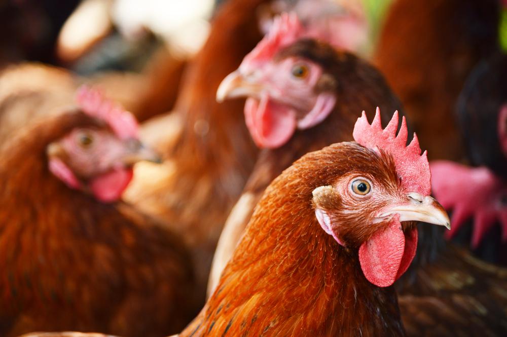 4 dicas para a proteger a carne de aves da contaminação por salmonella desde o pré-abate