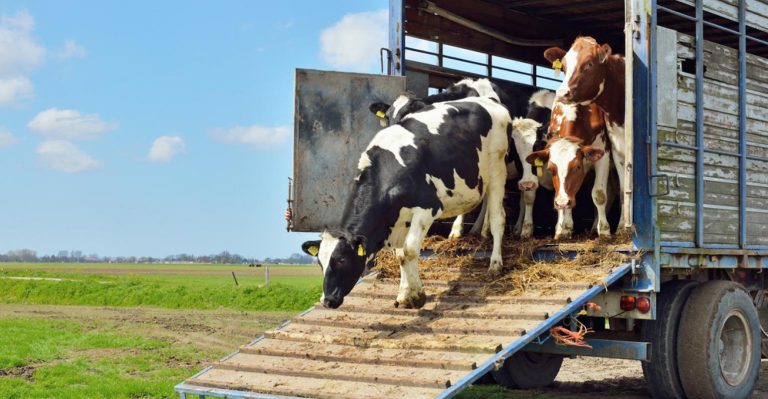 Como não errar no transporte de animais para obter carcaças melhores
