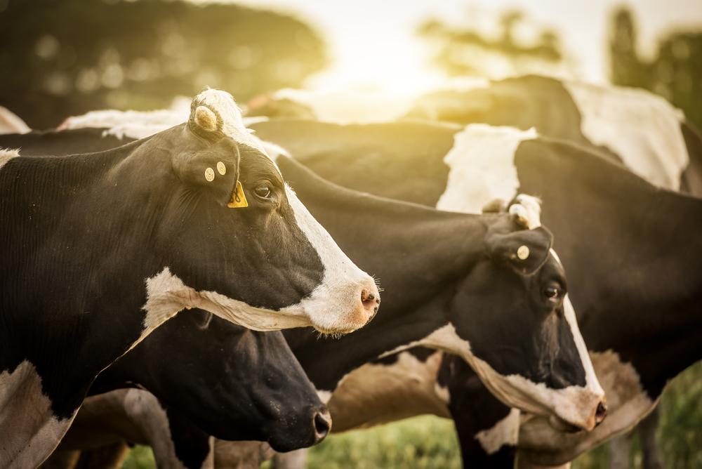Brasil quer ampliar exportação de animais vivos
