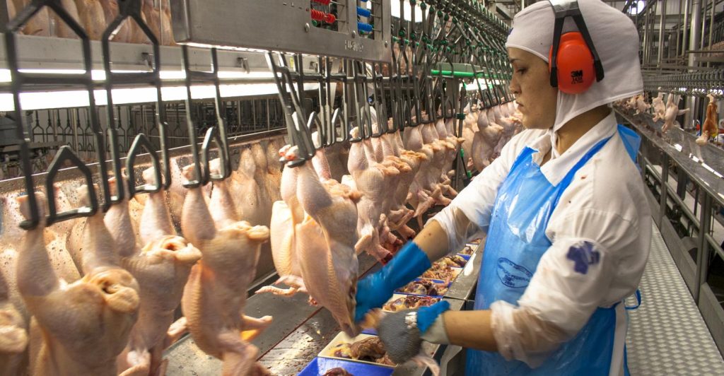 Alcance alto rendimento em desossa de frango com treinamento de programas de boas práticas